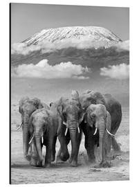 Aluminium print  Elephant herd at Kilimanjaro