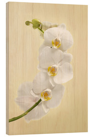 Wood print  White orchid