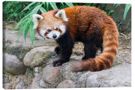 Canvas print  Red Panda (Ailurus fulgens), Sichuan Province, China, Asia - Gabrielle &amp; Michel Therin-Weise
