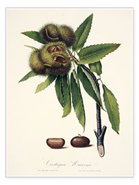 Poster  Sweet chestnut, 19th century illustration