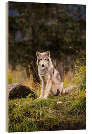 Wood print  Grey Wolf - Doug Lindstrand