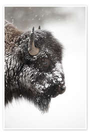 Poster  Bison in the snow - P. Marazzi