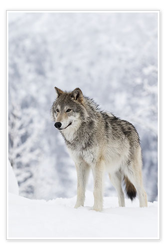 Poster Tundra Wolf in snow
