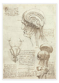 Poster  Brain and skull - Leonardo da Vinci