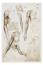 Poster  Muscles of a man - Leonardo da Vinci