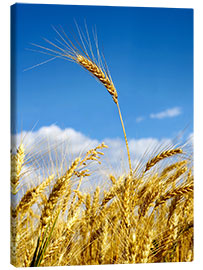 Canvas print  wheat