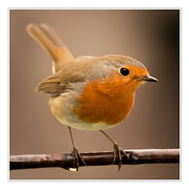 Poster  Curious robin