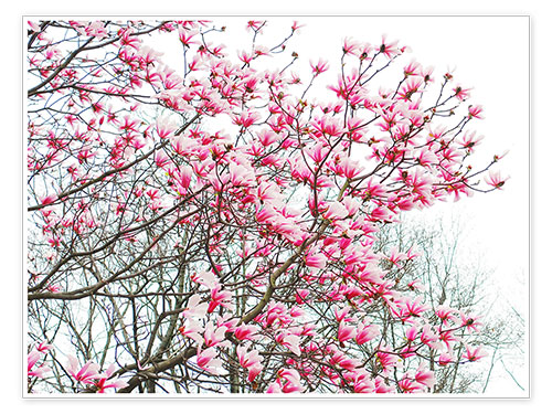 Poster Pink Blooming
