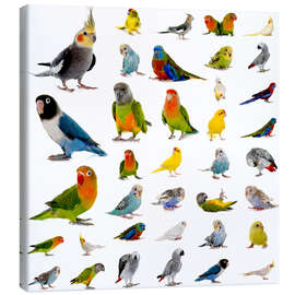 Canvas print  Parrots and parakeets
