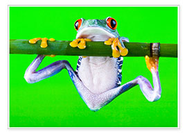 Poster  Colorful Frog on Green Background