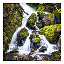 Poster Waterfall in the forest near Triberg, Black Forest