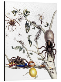 Aluminium print  Various Arachnids from South America - Maria Sibylla Merian