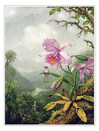 Poster  Hummingbird perched on an Orchid Plant - Martin Johnson Heade