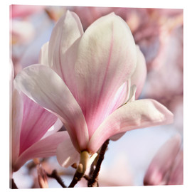Acrylic print  Magnolia blossom in the sunshine - Atteloi