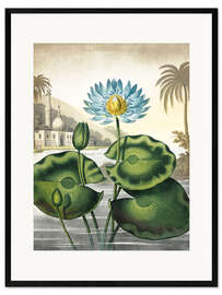 Framed art print  The blue Egyptian water-lily - Robert John Thornton