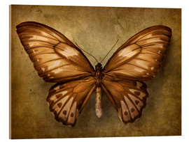 Acrylic print  Brown butterfly - Elena Schweitzer