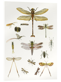 Acrylic print  Strange insects - German School