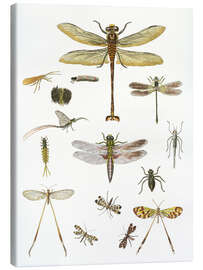 Canvas print  Strange insects - German School