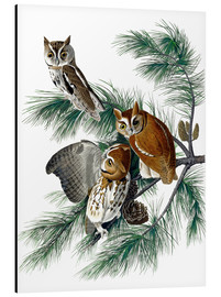 Aluminium print  Three owls - John James Audubon