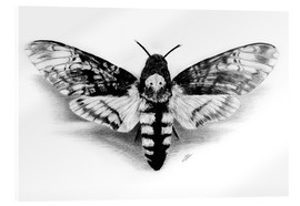 Acrylic print  Death Head Hawk Moth - Christian Klute