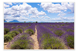 Poster Lavender field on the Plateau de Valensole in Provence