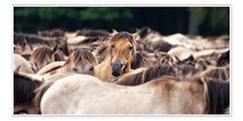 Poster Wild Horse Herd
