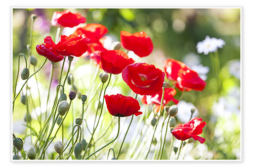 Poster Red poppies on a sunny day