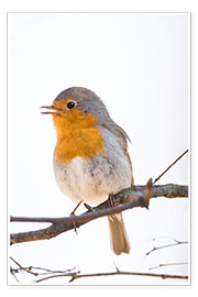 Poster  Lovely robin