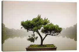 Canvas print  Japanese bonsai in zen garden