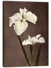 Canvas print  iris - Ogawa Kazumasa