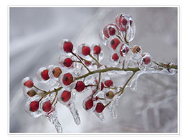 Poster Rosehip Covered with Ice