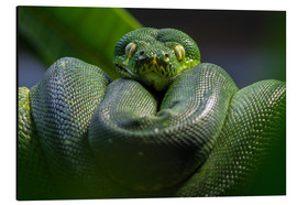 Aluminium print  green tree python - WildlifePhotography