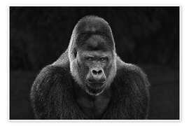 Poster  Portrait of a Gorilla - Manuela Kulpa