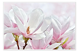 Poster  magnolia blossom 
