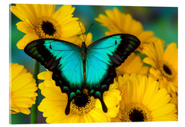 Acrylic print  Sea Green Swallowtail Butterfly - Darrell Gulin