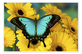 Poster  Sea Green Swallowtail Butterfly - Darrell Gulin