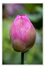 Poster Closeup of lotus flower bud