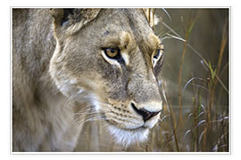 Poster Lioness in the Okavango Delta, Botswana