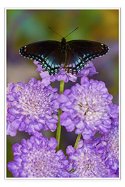 Poster Butterfly on lilac flowers