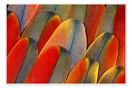 Poster Plumage of a macaw