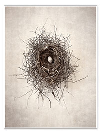 Poster  Bird's Nest I - Debra Van Swearingen