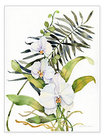 Poster  Botanical Phalaenopsis - Kathleen Parr McKenna