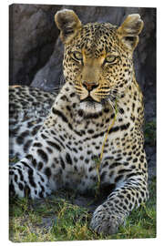 Canvas print  Leopard resting in the shade - Sergio Pitamitz