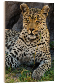 Wood print  Leopard resting in the shade - Sergio Pitamitz