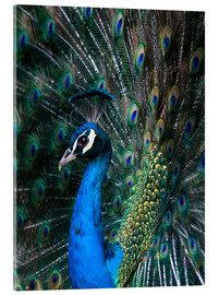 Acrylic print  Indian Peacock - Andrew Michael