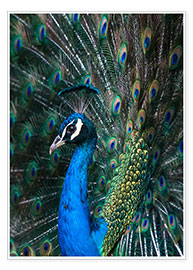 Poster  Indian Peacock - Andrew Michael
