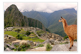 Poster Lama looks at Machu Picchu