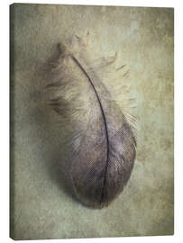 Canvas print  Little gray feather - Jaroslaw Blaminsky
