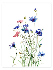 Poster Cornflowers watercolor
