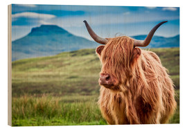 Wood print  Highland cattle, Scotland - Art Couture